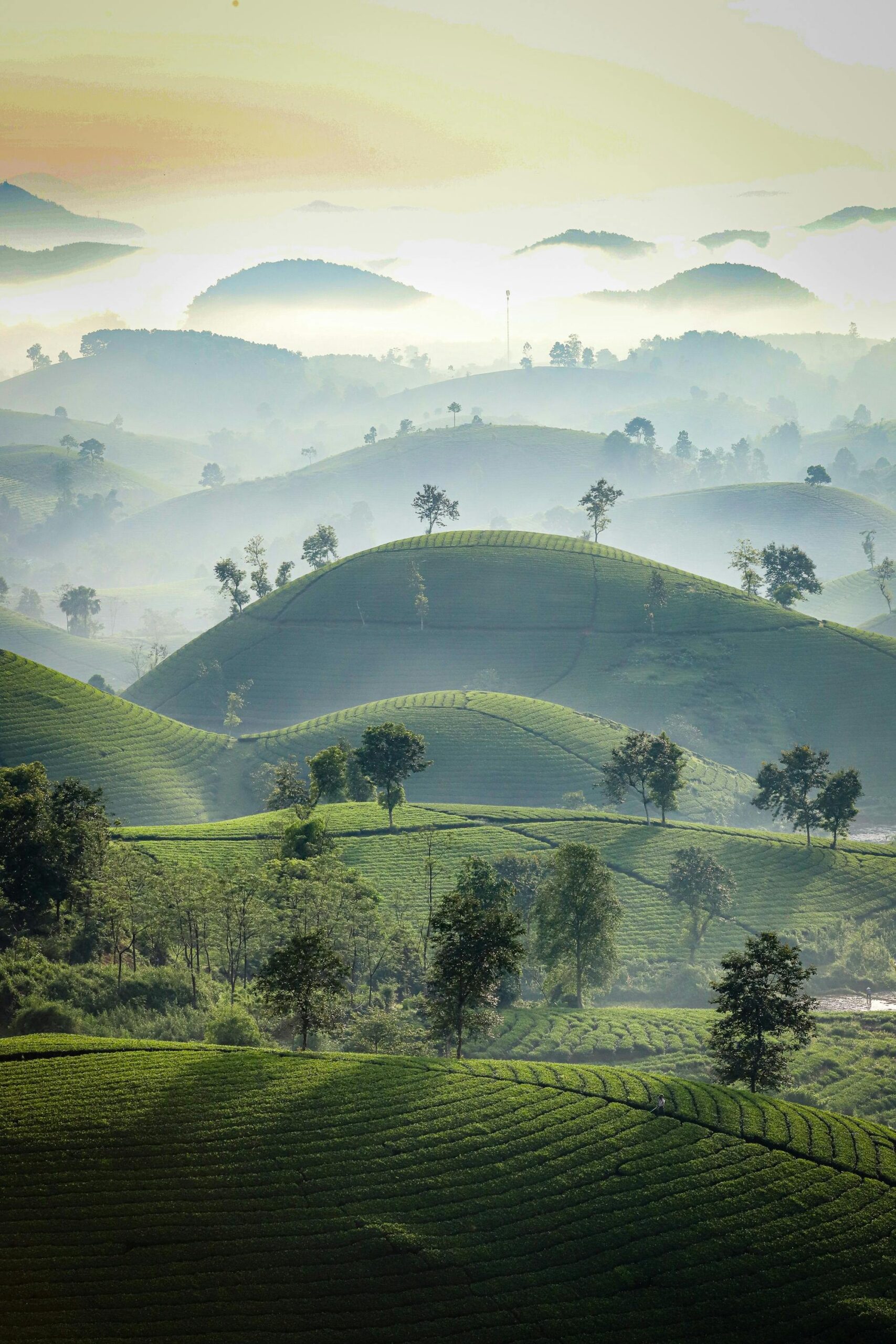 Beautiful misty morning view of tea plantations and rolling hills in Phú Thọ, Vietnam.
